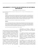 Aislamiento y cultivo de dos especies de diatomeas bentónicas