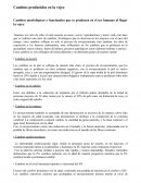 Cambios producidos en la vejez