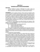 Práctica 7. Microbiología