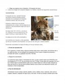 Evidencia Ciencias de la Vida. El leopardo de Amur