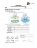 Transmisión sináptica y sistema nervioso autónomo