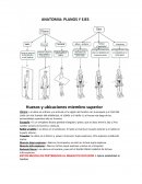 Músculos y huesos tren superior e inferior