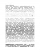 Anemias fisiológicas