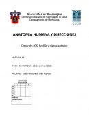 ANATOMIA HUMANA Y DISECCIONES