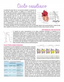 Resumen ciclo cardiaco