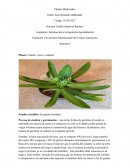 Planta: Cilantro, recao o culantro