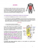 Abdomen. Resultado de imagen para abdomen musculos
