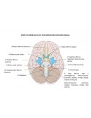 PARES CRANEALES DE EXPLORACION NEUROLOGICA