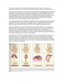 Practica discriminacion espacial