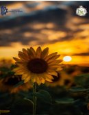 Importancia de la Teoría de Colas