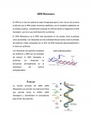 ARN ribosomico, Traduccion e interferencia
