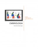 Sistema cardiovascular