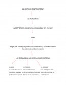 EL SISTEMA RESPIRATORIO