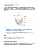 LA ALIMENTACIÒN EN EL SER HUMANO