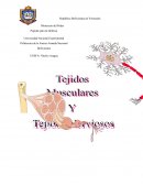 Tejidos musculares y tejidos nerviosos