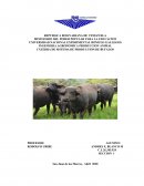 ANATOMÍA Y FISIOLOGÍA DEL APARATO DIGESTIVO DEL BÚFALO DE AGUA