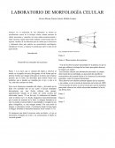 LABORATORIO DE MORFOLOGÍA CELULAR