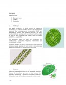 Ensayo de microalgas