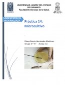 MICROCULTIVO