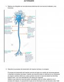 El proceso de transmisión del impulso nervioso
