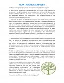 Plantacion de arboles