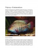 Vieja sp. Coatzacoalcos