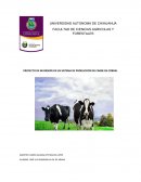 PROYECTO DE INVERSIÓN DE UN SISTEMA DE PRODUCCIÓN DE CARNE EN CORRAL