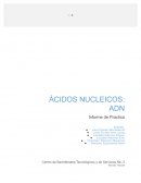 Práctica de Laboratorio Ácidos Nucleicos