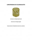 Reporte práctica 6: Metabolismo ácido de las crasuláceas