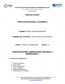 INVESTIGACIONES: MORFOLOGÍA FUNCIONAL Y BIOMECÁNICA