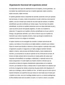 Organización funcional del organismo animal