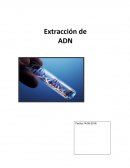 Ensayo extracción del adn