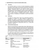 DESCRIPCIÓN DE LA PLANTA DE AGAVE (PENCO AZUL)