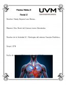 Sistema vascular