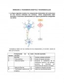 SEMINARIO 2: TRANSMISIÓN SINÁPTICA Y NEUROMUSCULAR