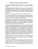 Miembros pelvianos animales