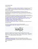 Los insectos