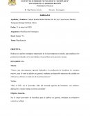 Planificación estrategica microempresa agrícola