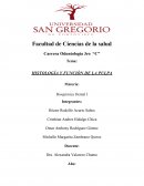 HISTOLOGÍA Y FUNCIÓN DE LA PULPA