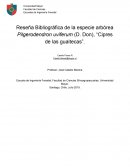 Reseña Bibliográfica de la especie arbórea Pilgerodendron uviferum