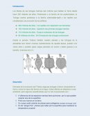 Evolución de las Tortugas Marinas en la Tierra