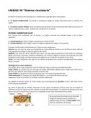 Sistema circulatorio