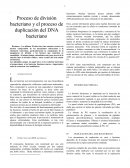 Proceso de división bacteriano y el proceso de duplicación del DNA bacteriano