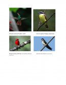 Aves de vivero en asobambu