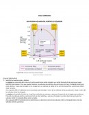 Actividad mecánica del corazón