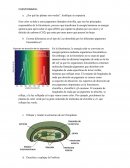 Evaluación interna Biologia