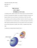 ORGANELOS CELULARES: MEMBRANA NUCLEAR