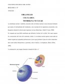 ORGANELOS CELULARES: MEMBRANA NUCLEAR