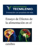 Efectos de la alimentación en el cerebro