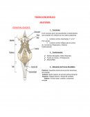 TRONCO ENCEFÁLICO ANATOMÍA